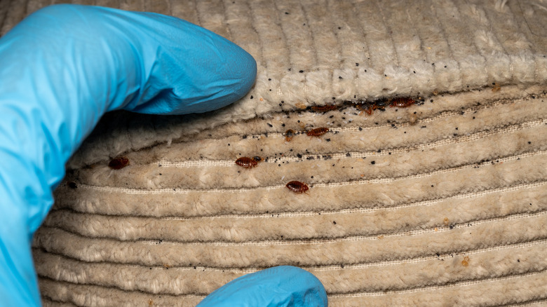 A person cleaning up bed bugs