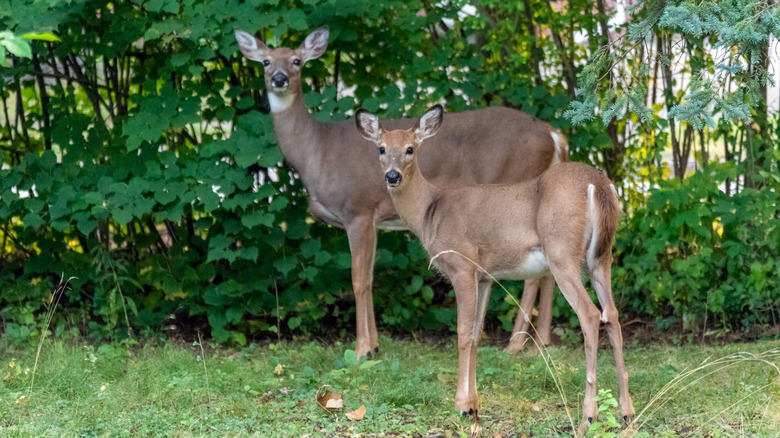 A deer and fawn standing in a backyard near some tall shrubs.
