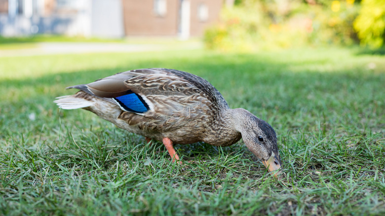 A duck foraging in a yard