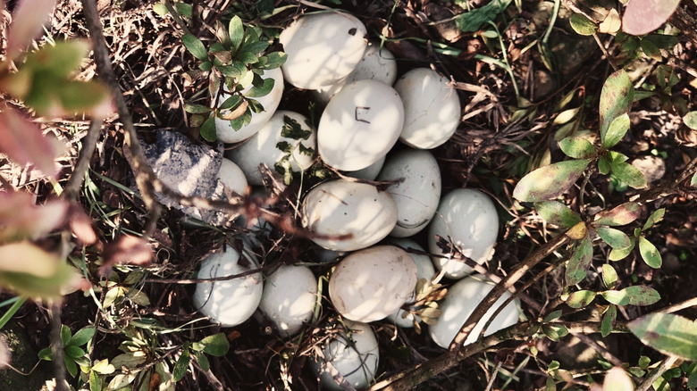 Wild duck eggs in a thicket