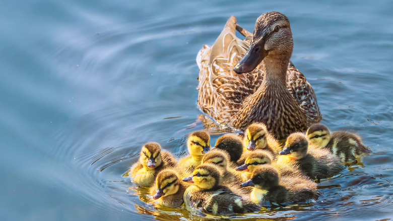 Hen with her ducklings