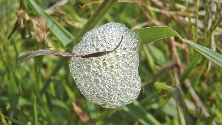 Foam on turfgrass created by a meadow spittlebug.