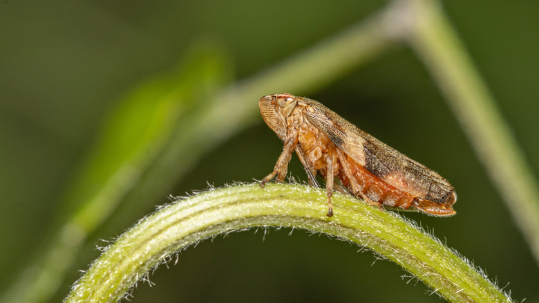 A spittlebug standing on a plant stem.