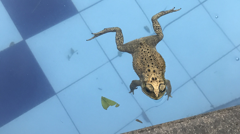 A frog at the edge of a swimming pool