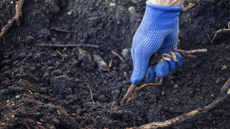 A gardener pulling up roots in soil