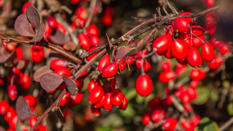 A close-up of Japanese barberry berries