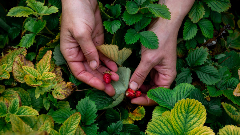 A person picking wild strawberries