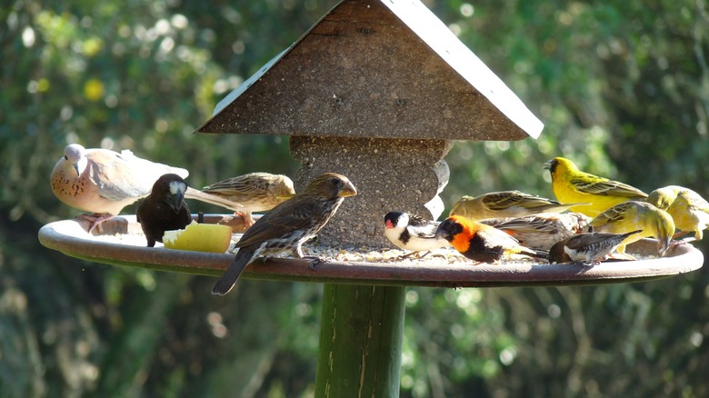 birds at a birdfeeder