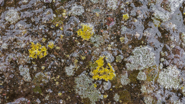 Closeup of a moldy concrete surface
