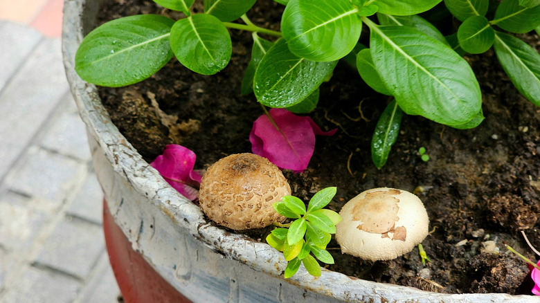 Mushrooms growing in a plant pot