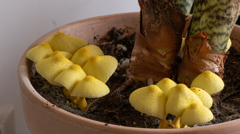 Yellow mushrooms in a plant pot