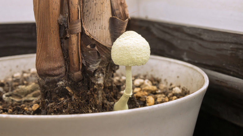 White mushrooms growing on an indoor plant pot