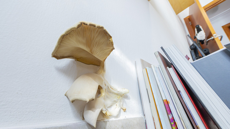 A cluster of mushrooms growing from the wall beside some books in a bedroom.