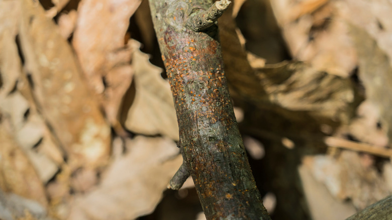 chestnut blight on tree