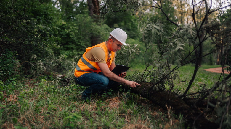 Professional examining tree