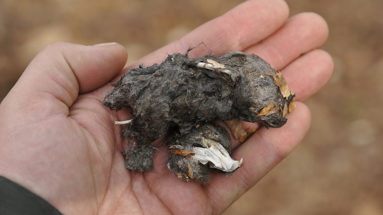 A person holding an opened-up owl pellet in their bare hand