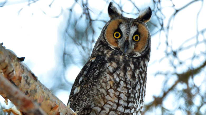 An owl looking directly at the camera from a tree branch