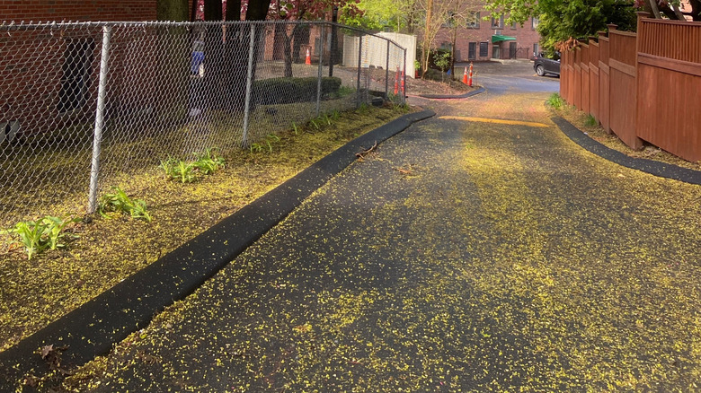 Yellow pollen leaves buildup on a concrete driveway.