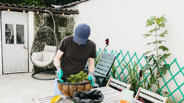 A gardener repots a hanging basket on a wooden table in a courtyard garden with large concrete tiles.