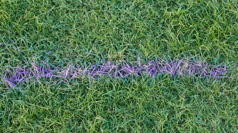 purple line sprayed on grass