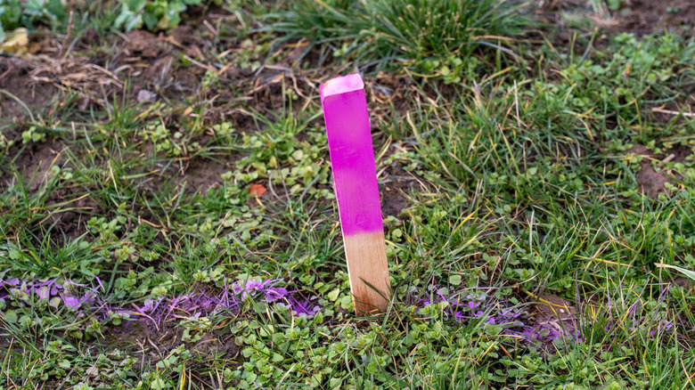 Purple stake and painted lines on grass