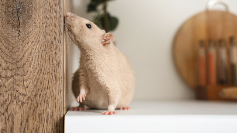 A small rat on a kitchen counter.