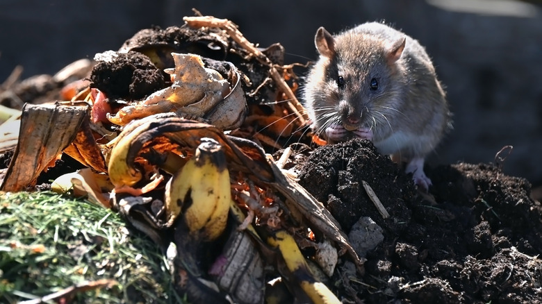 A rat sitting on top of a compost pile with food scraps and grass clippings