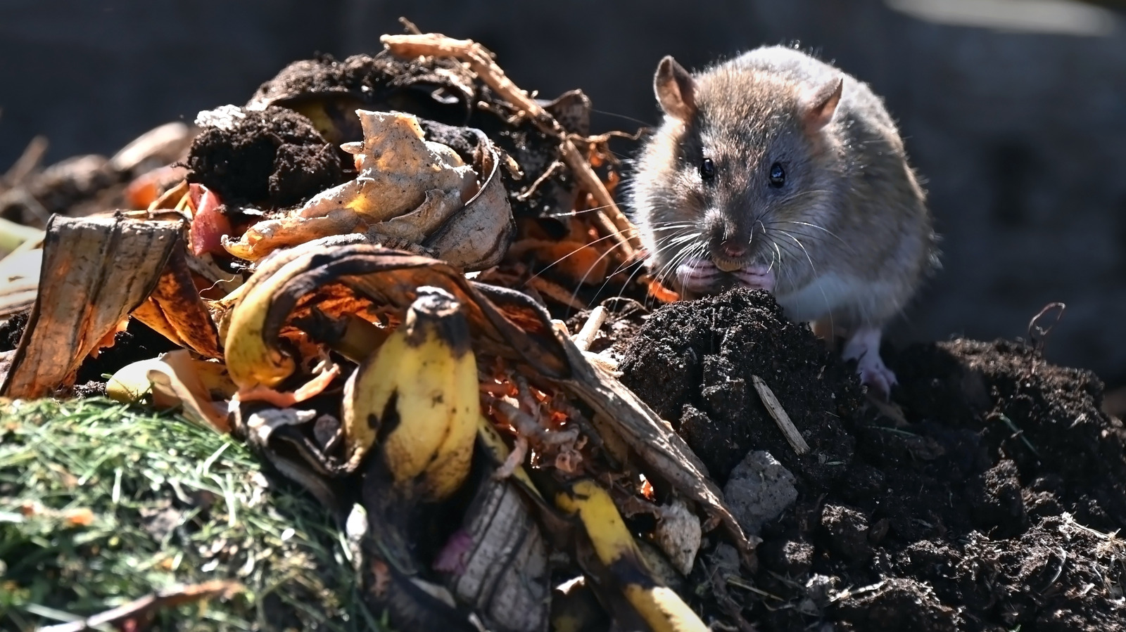 What To Do If You Find Rats In Your Compost Bin