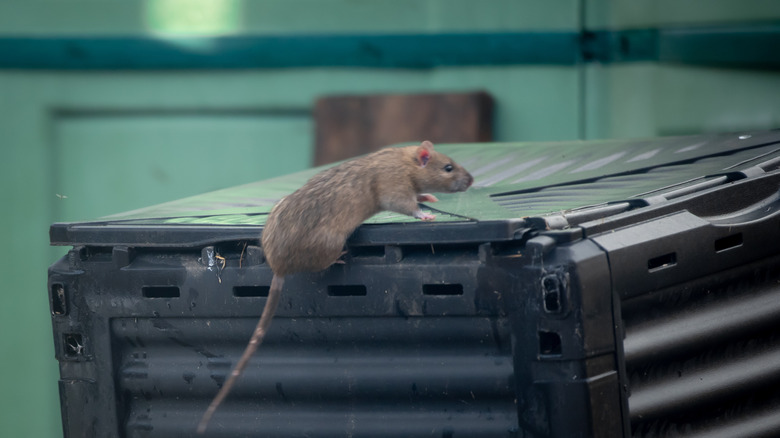 A rat crawling on top of a closed compost bin
