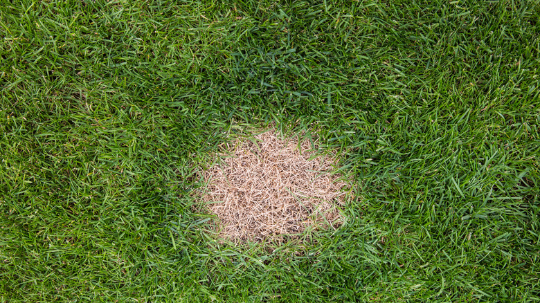 A unhealthy round brown spot on green grass