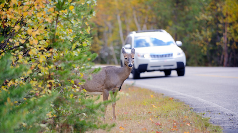 Whitetail doe deer walking out from bushes as a white car approaches on the road