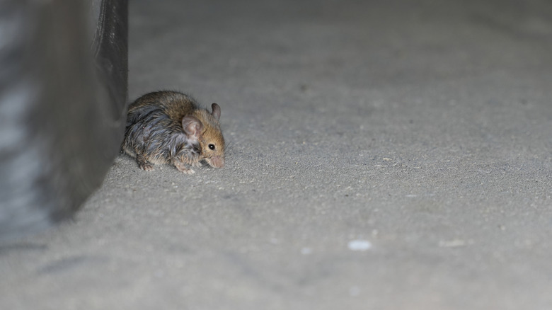 Mouse on floor of garage.
