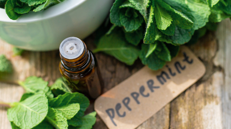Peppermint leaves and essential oil.