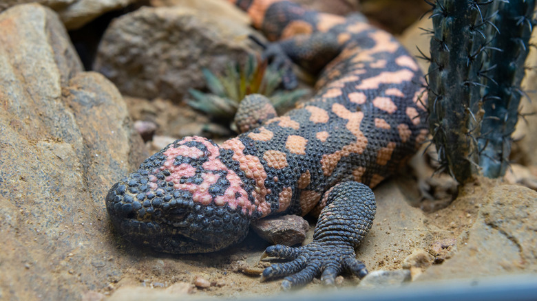 A gila monster in a rocky desert area