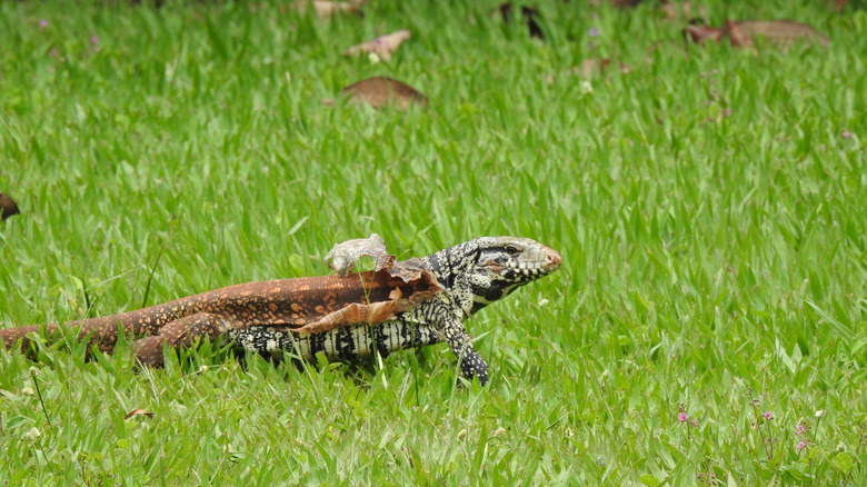 A lizard shedding its skin walking through grass