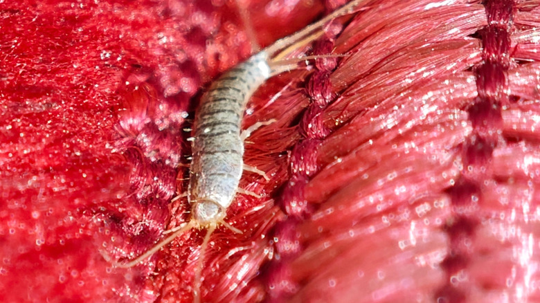 A silverfish is feasting on red fabric