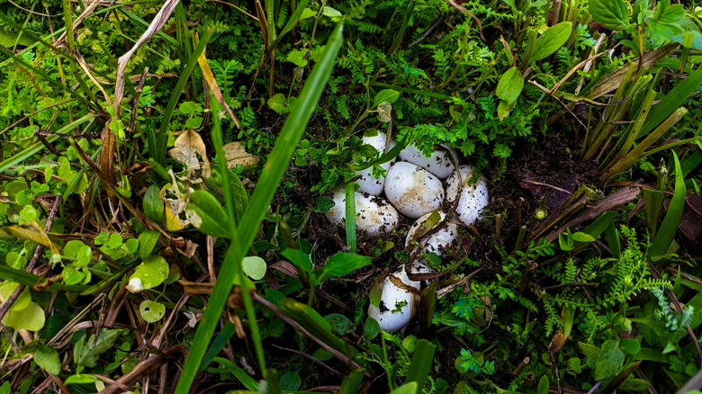 A clutch of snake eggs hidden in tall grass