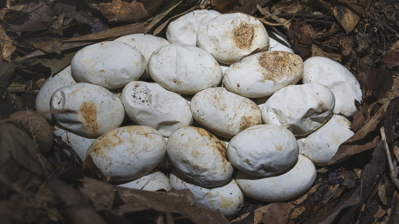 A nest of snake eggs on the ground