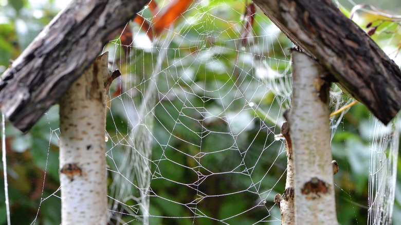 Close up of a spider web in a bird feeder