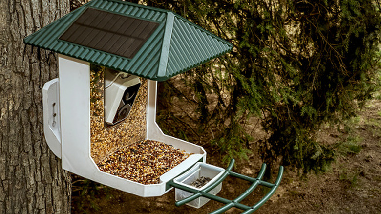 Bird feeder hanging on tree