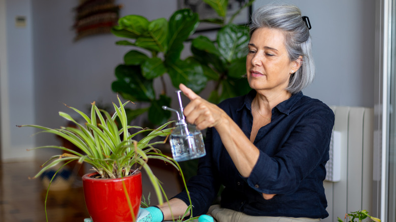 A woman spraying an unhealthy spider plant