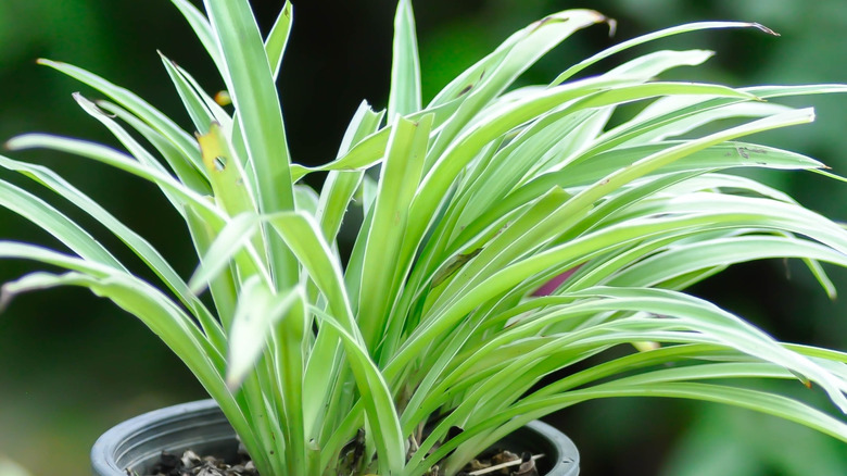 An unhealthy spider plant with spots