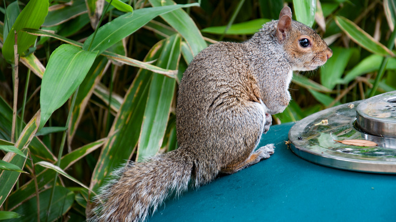A squirrel is sitting on a blue bin