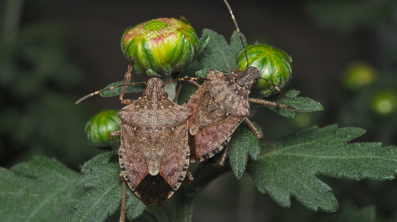 closeup on stink bugs on leaves
