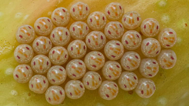 closeup on stink bug eggs