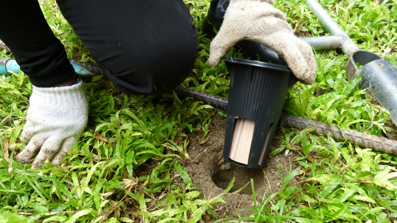 man installing termite bait station on lawn