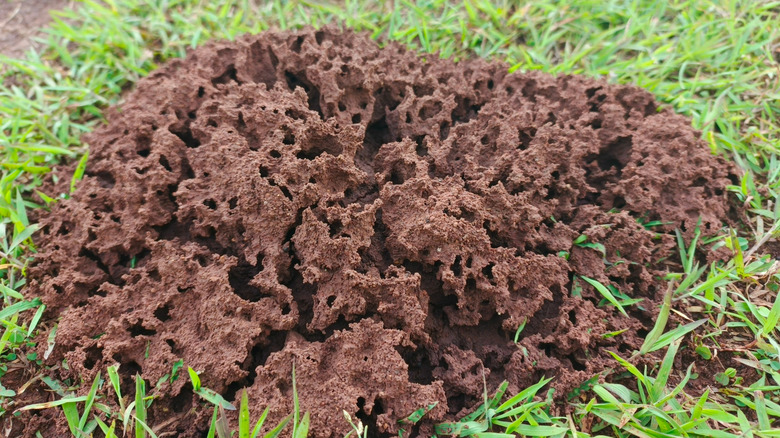 a termite mound on a grassy lawn