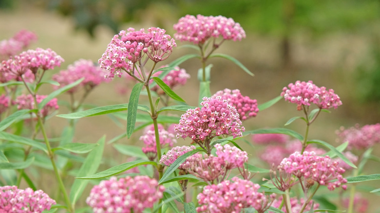 Pink flowers of a milkweed blooming in clusters