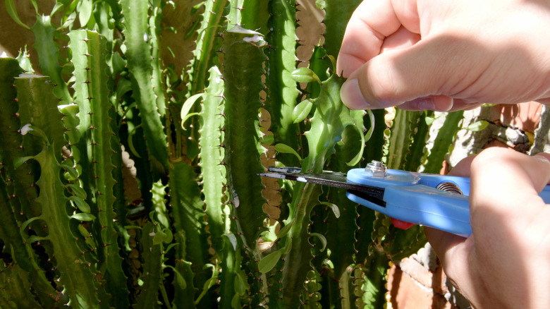 Male hands are using a pruner to trim green stems of a milkweed