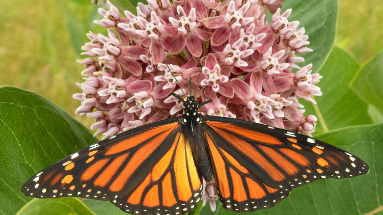 A monarch butterfly is drinking nectar from the flowers of pink common milkweed